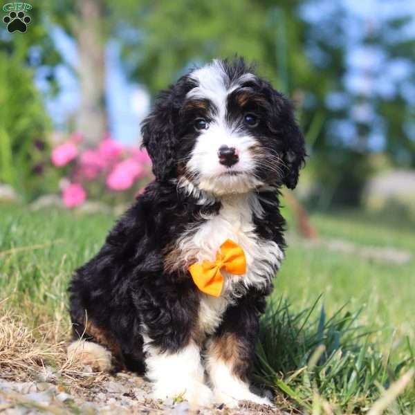 Benji, Mini Bernedoodle Puppy